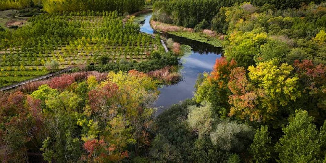 Doğa tutkunları için şimdi tam zamanı! Sarı ve kızıl yapraklar, nilüferler, kuşlar… Burası hikayelerden fırlamış gibi 3
